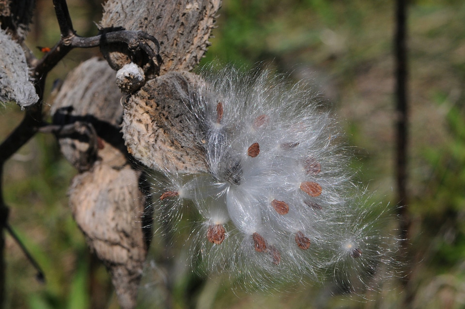 Milkweed seeds blow in Fall