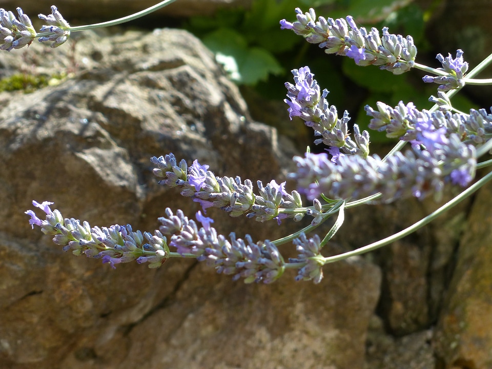 Helllila light purple inflorescence