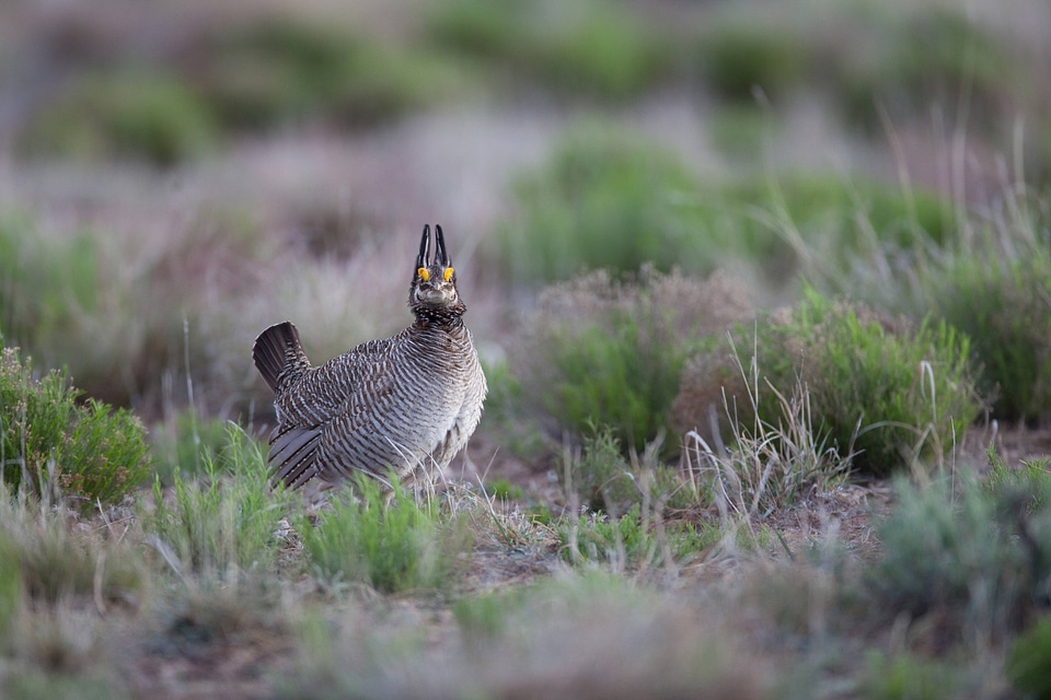 Lesser Prairie-Chicken-2