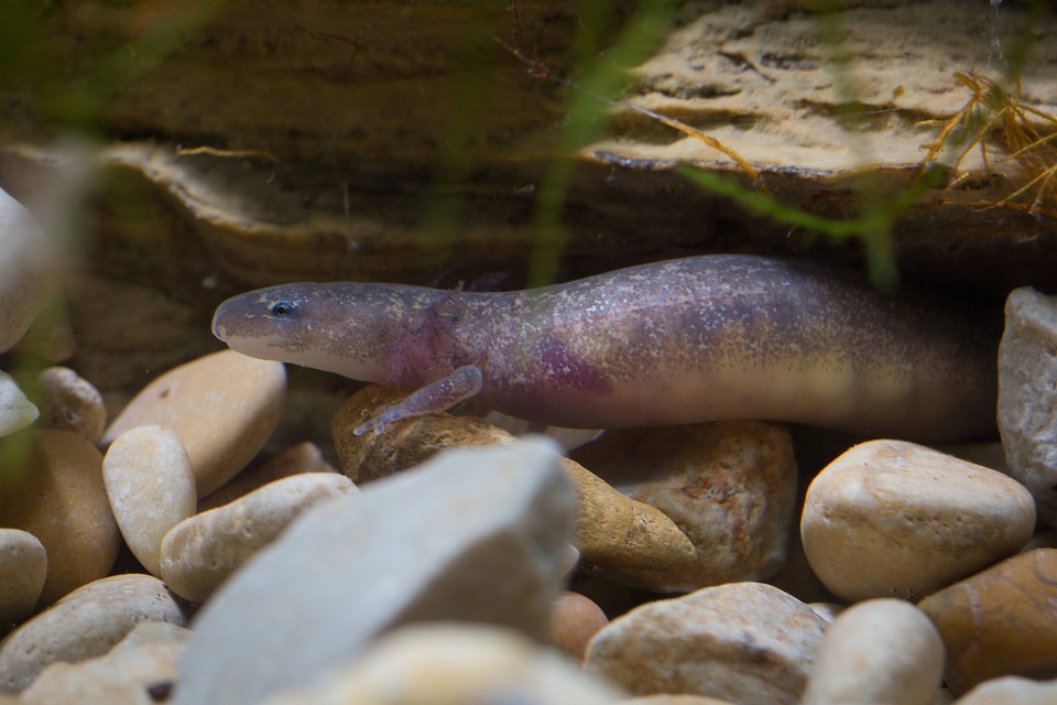 Barton Springs Salamander