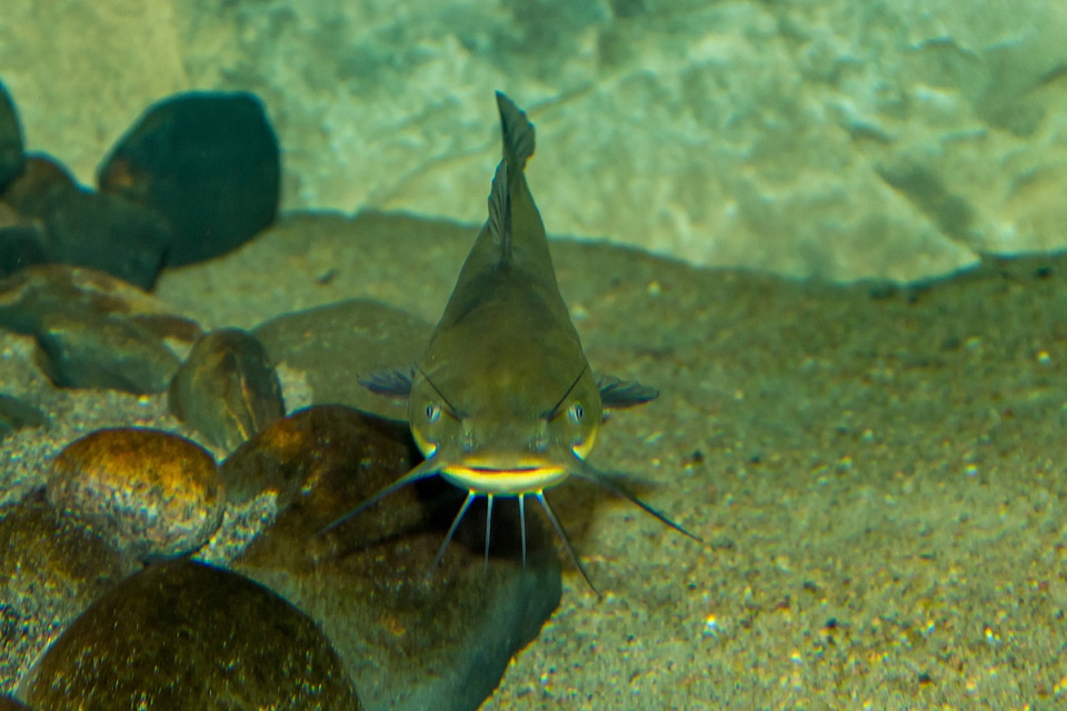 Black Bullhead catfish
