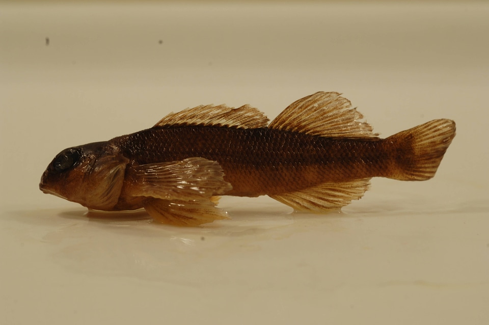 Etheostoma variatum