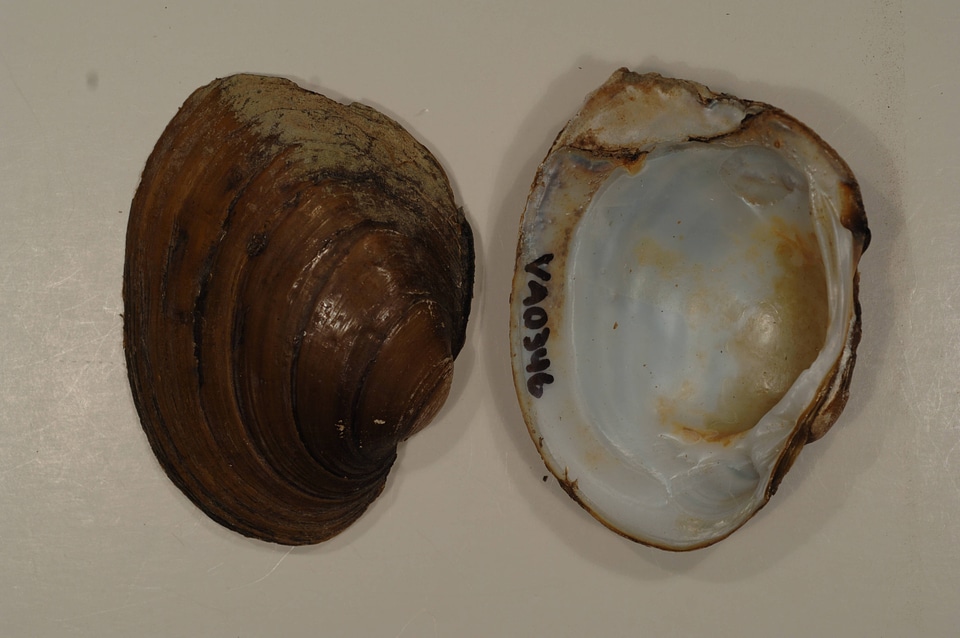 Lampsilis ovata