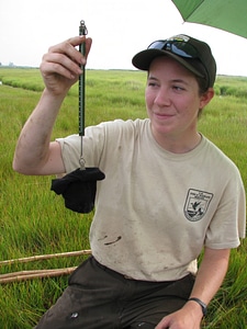 Saltmarsh sparrow