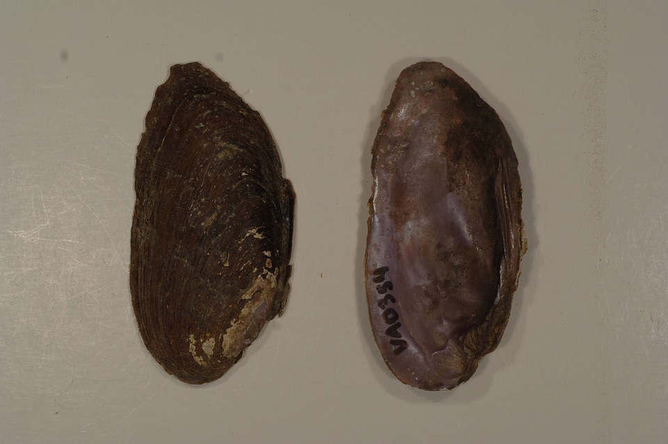 Elliptio dilatata-2