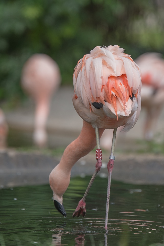 Bird nature water bird