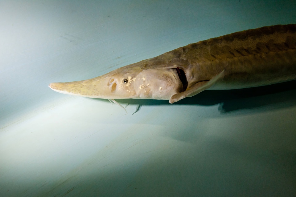Pallid sturgeon-1