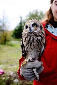 Short-eared Owl-1 photo