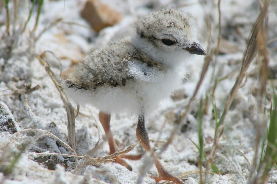 Piping Plover chick