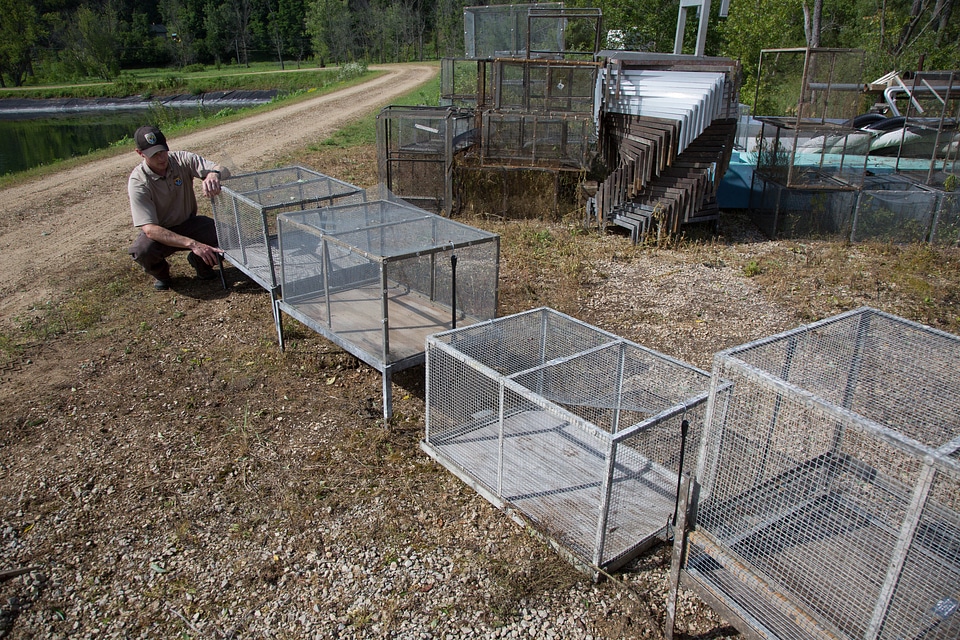 Biologist inspects host fish cages