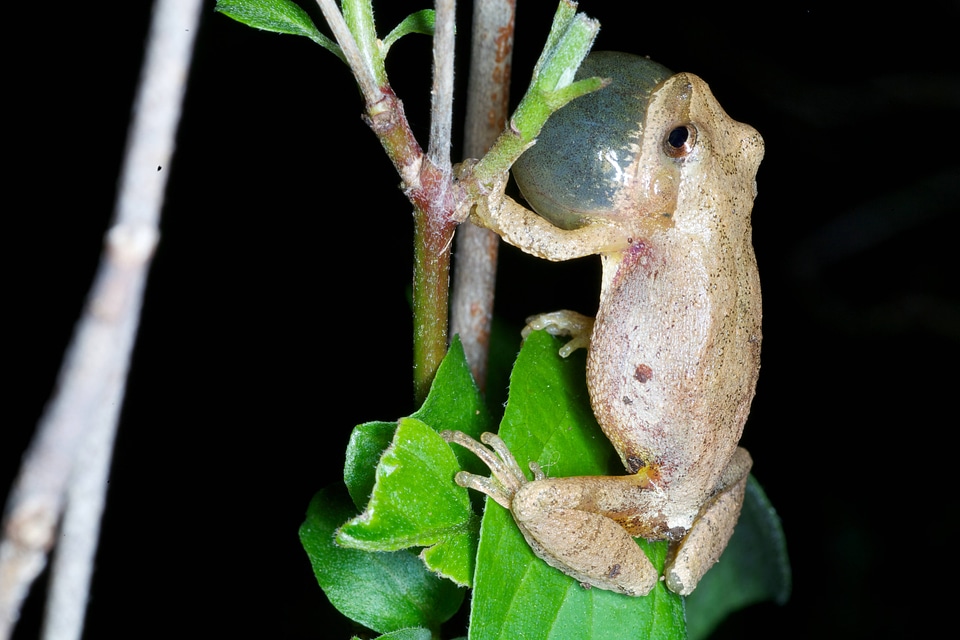 Northern Spring Peeper-1