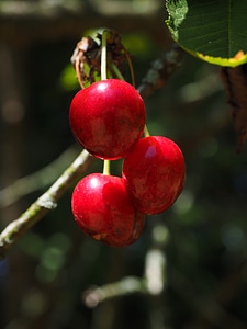 Red ripe sweet cherry photo