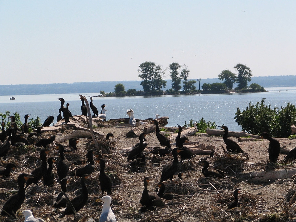 Double-crested cormorants
