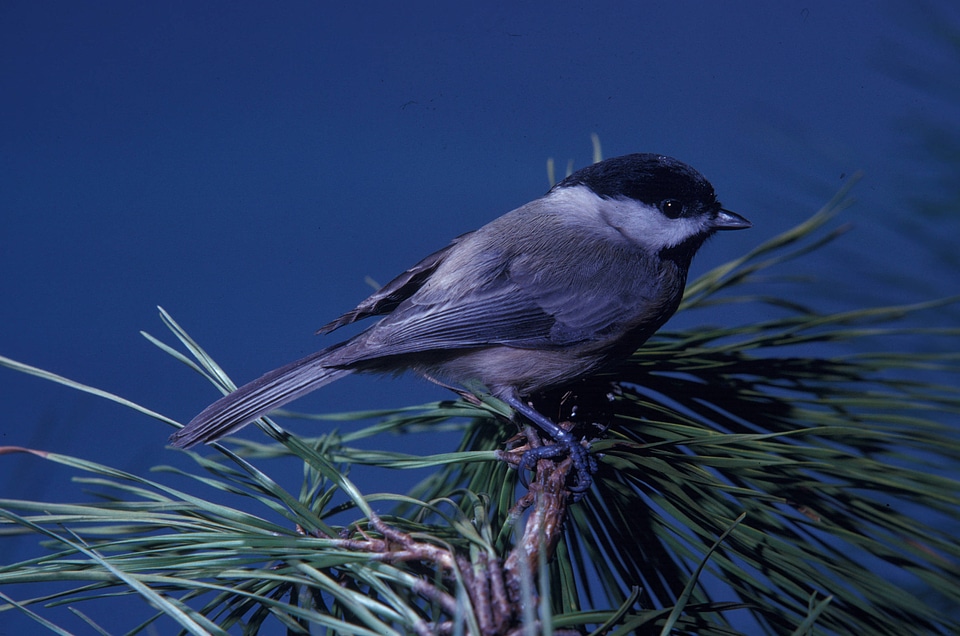 Carolina chickadee