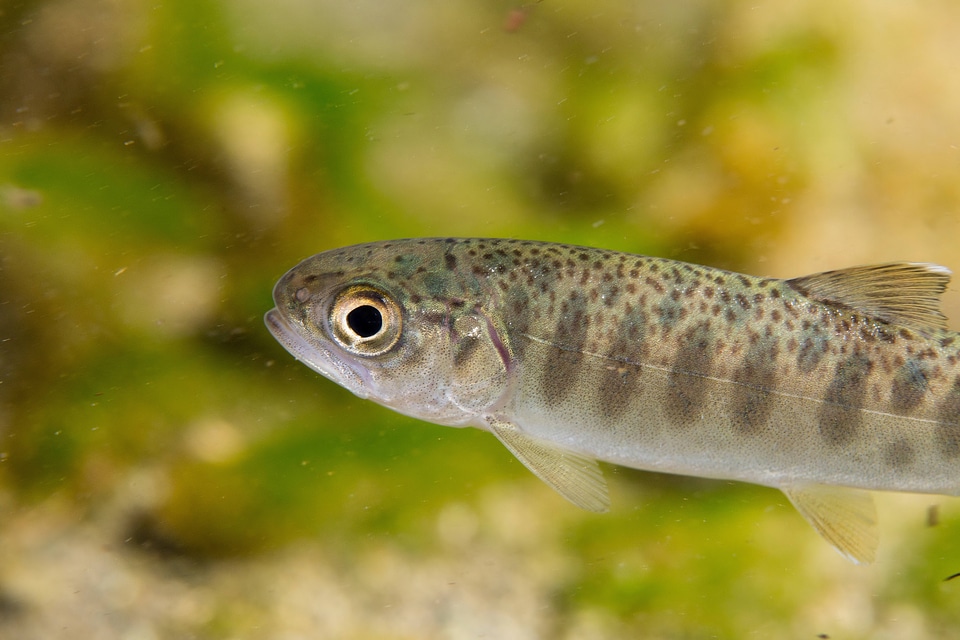 Juvenile Rainbow trout photo