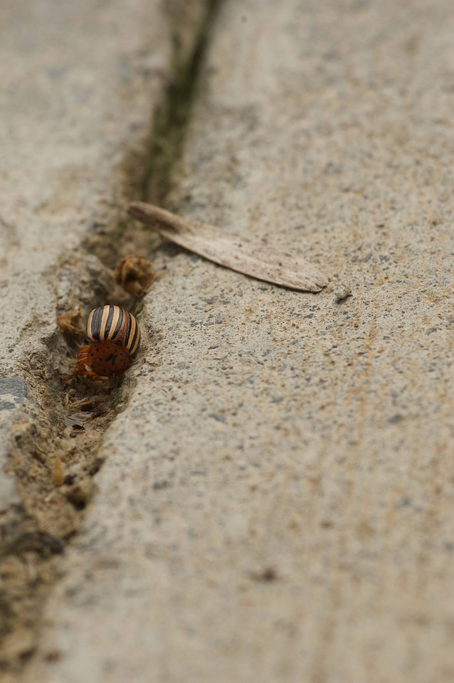Colorado potato beetle-4