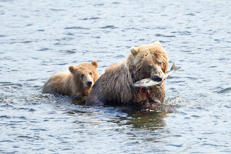 Kodiak brown bear family follow the leader