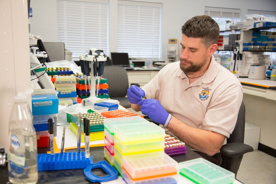 Geneticist at work
