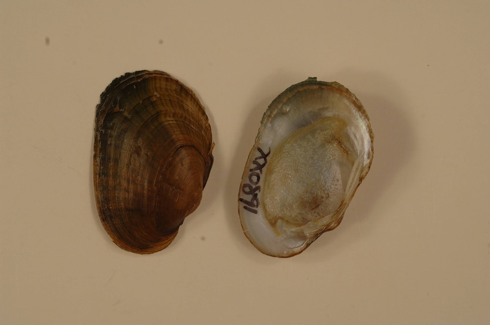 Epioblasma capsaeformis-1
