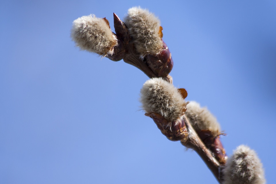 Palm willow kitten willow plant