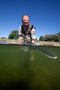 Fishery biologist releases an American paddlefish-1