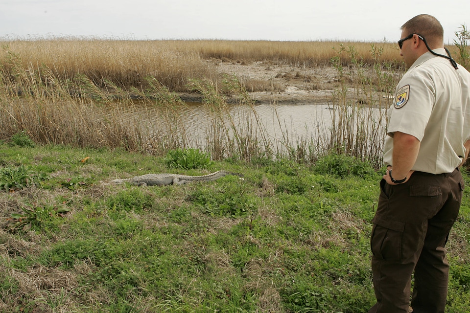 FWS employee observes an alligator