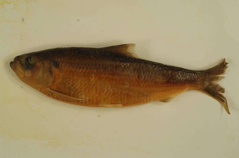 Alosa pseudoharengus