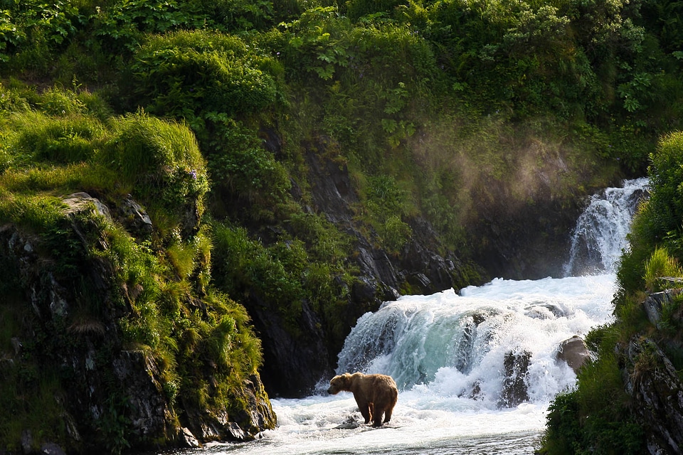 Kodiak brown bear in the falls