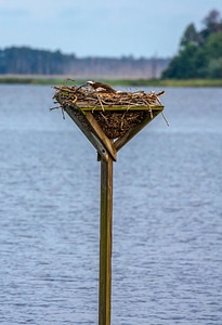 Osprey in nest platform