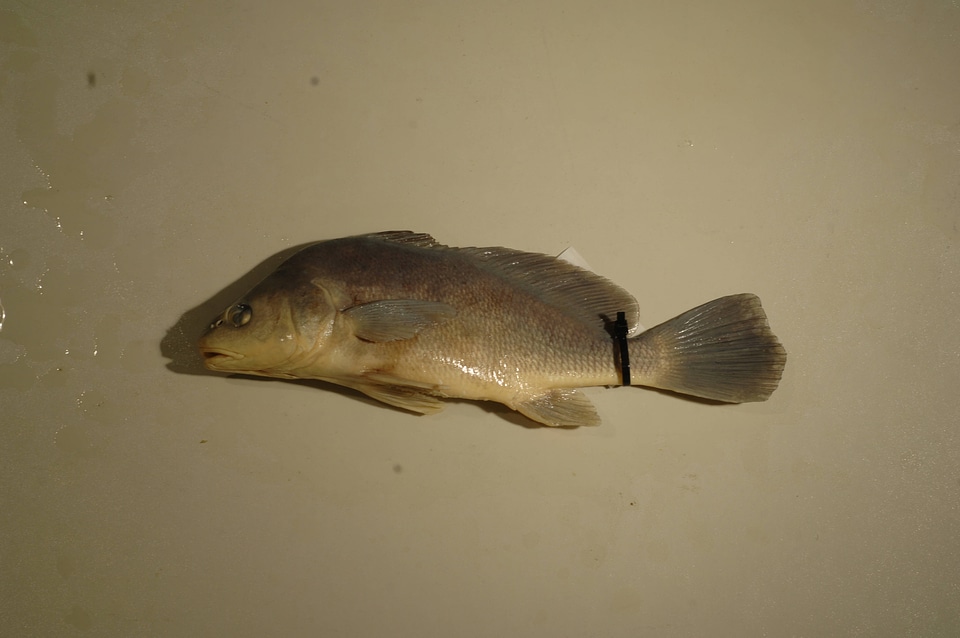 Aplodinotus grunniens-1