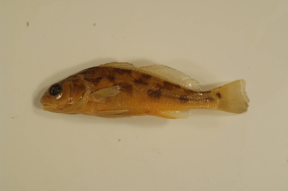 Sciaenops ocellatus