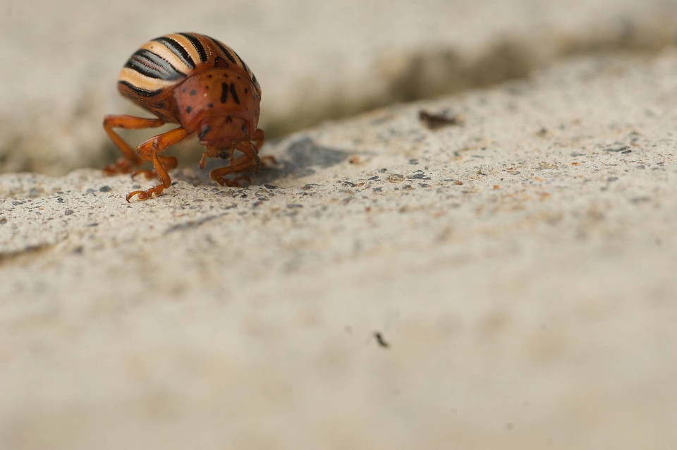 Colorado potato beetle-2