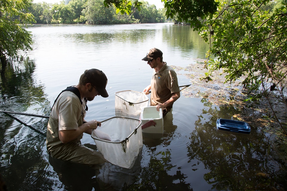 Biologists search for Fountain Darter-1