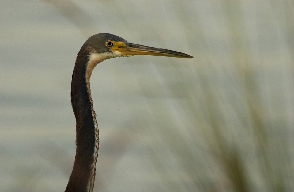 Tricolored Heron