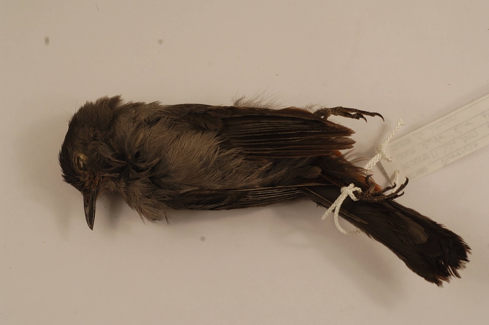 Dumetella carolinensis