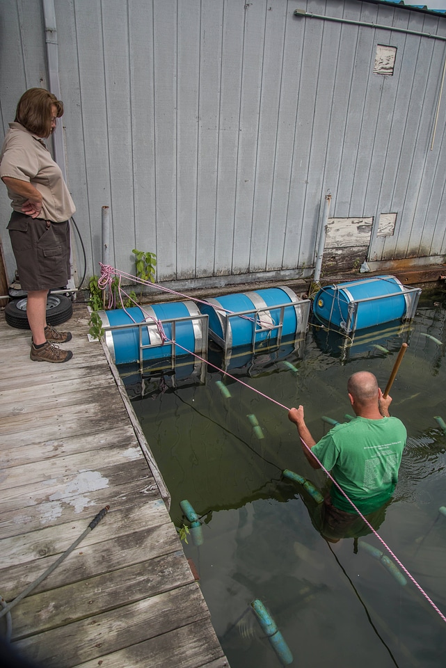 Floating mussel cages at state dock, Lake Cumberland-1
