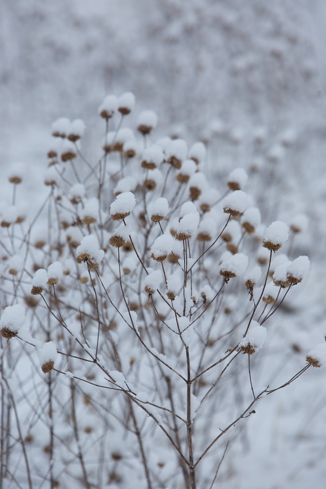 Snow on bushes and trees
