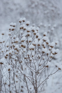 Snow on bushes and trees