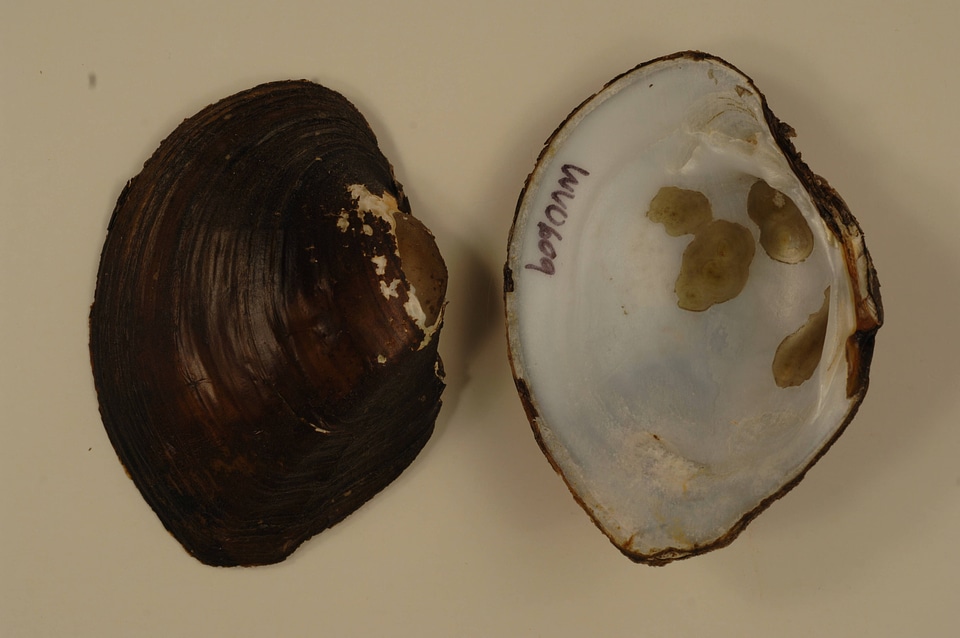 Lampsilis cardium-2