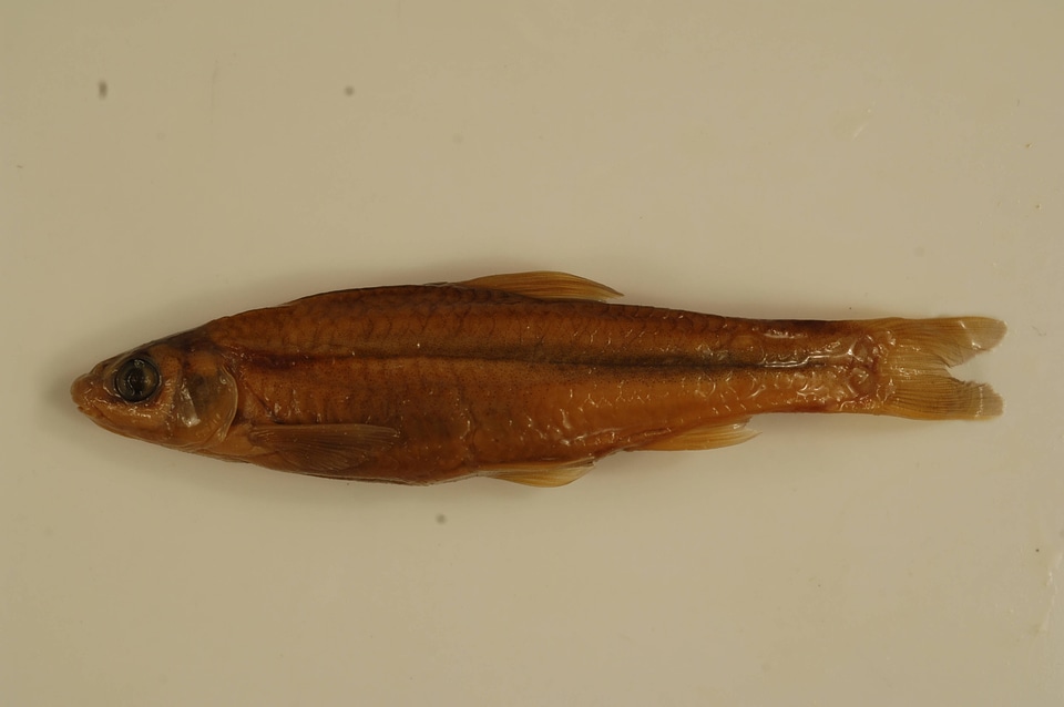 Hybognathus regius-1