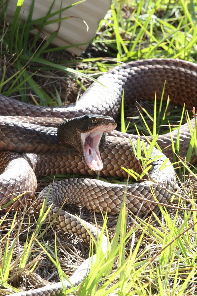 Easterm Coachwhip Snake