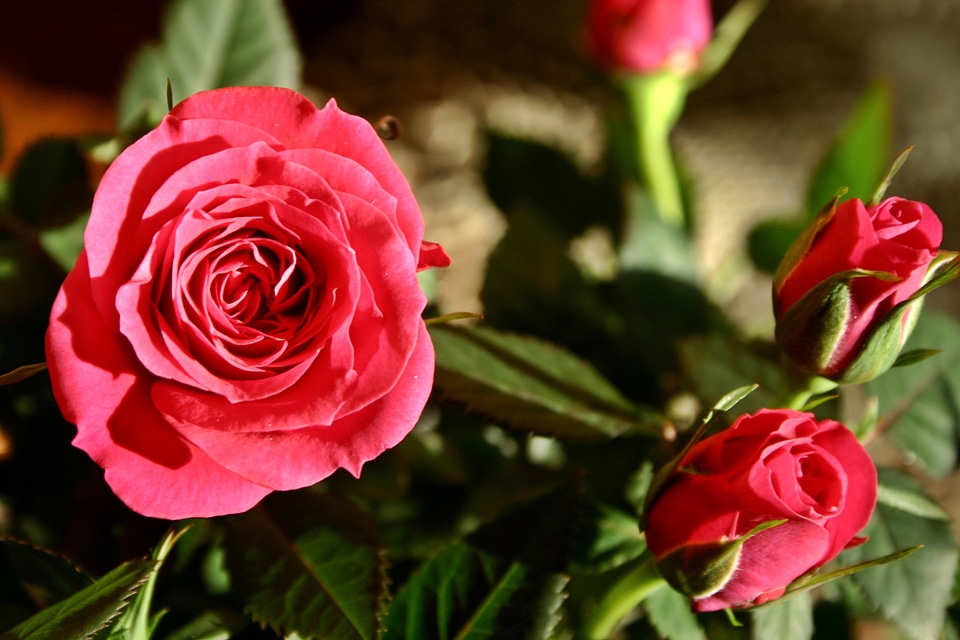 Bloom rose bloom pink