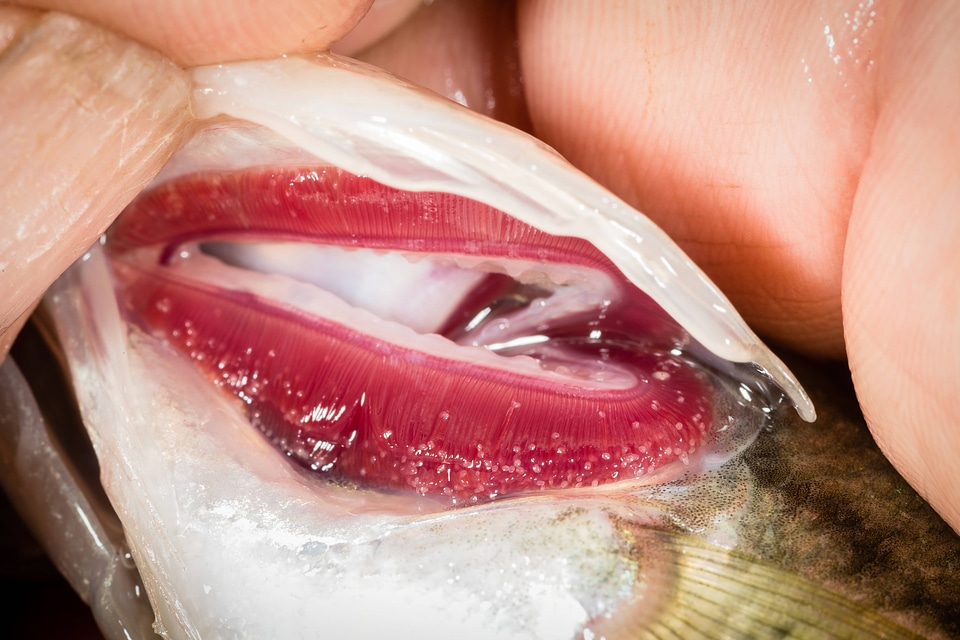 Glochidia on bass gill