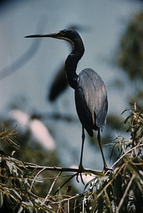 Tricolored Heron-1 photo