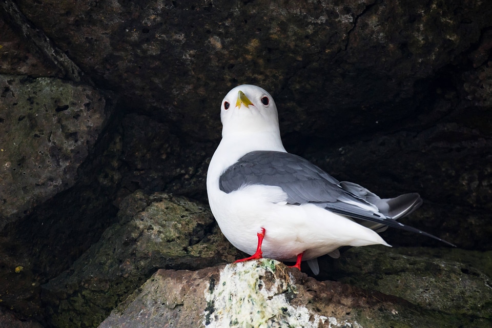 Red-legged kittiwake-1