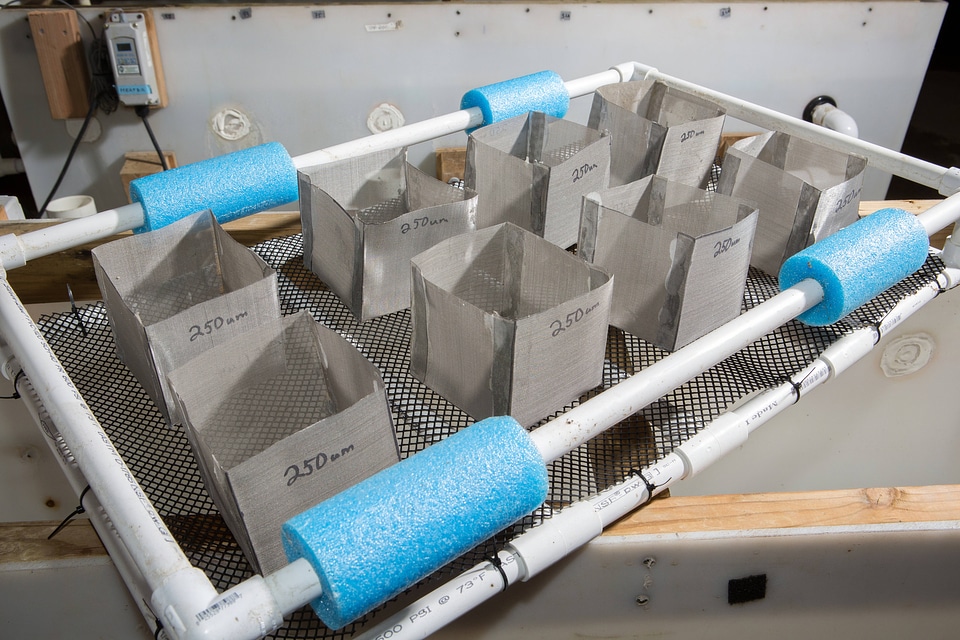 Freshwater mussel mesh cages