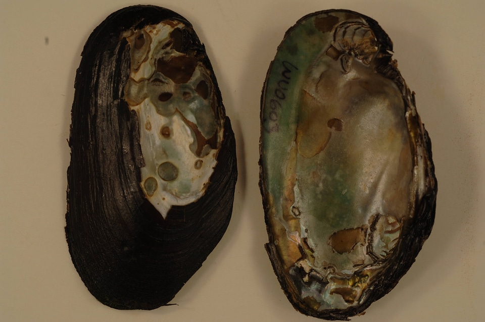 Elliptio complanata-2