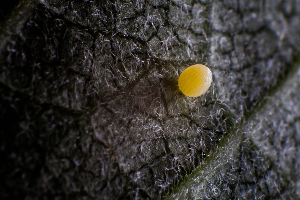 Monarch butterfly egg