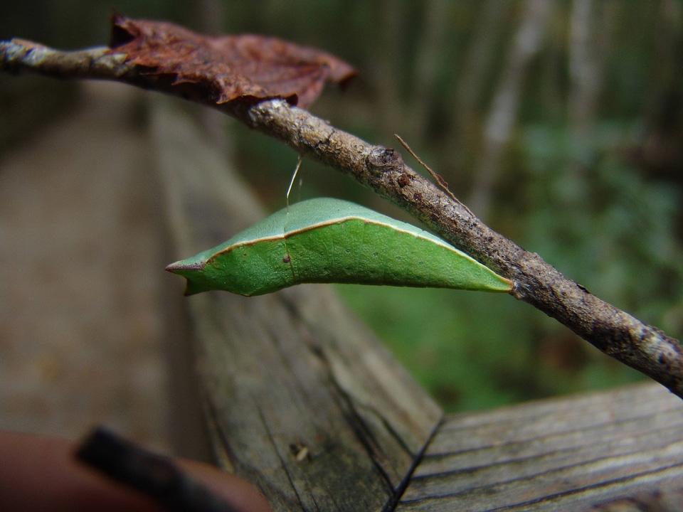 Palamedes swallowtail incognito