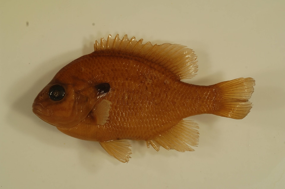 Lepomis megalotis